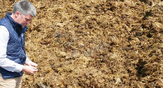 A man inspects manure from a pile.